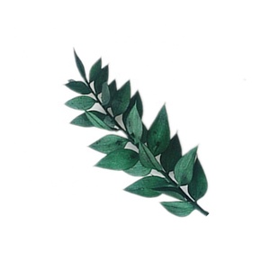 Commercio all'ingrosso di Prodotti Conservati Ricco Foglia di Fiore Fiori Secchi di Ruscus Fiori - Product Image 6