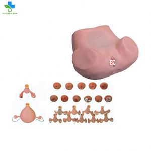 Modelo anatómico realista de proveedores de China, modelo de <span class=keywords><strong>entrenamiento</strong></span> vívido con modelo de examen ginecológico para <span class=keywords><strong>entrenamiento</strong></span> médico - Product Image 3