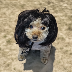 Cucciolo Biondo Cucciolo Cucciolo con Capelli Singoli Accessorio Panno di Cane Simpatico Stampa Solido Motivo Animale per L'estate di Halloween Natale - Product Image 1