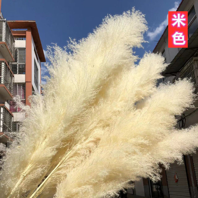 Caña grande de pelo suave beige