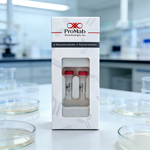 Monoclonal de Conejo para <span class=keywords><strong>CHAT</strong></span> - Product Image 6