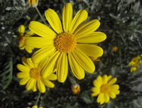 Extrait de fleur d'arnica montana en poudre pure et naturelle, rapport 4:110:1, pour les soins de la peau, directement de l'usine