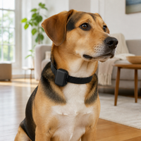 Traceur GPS pour animaux de compagnie 4G, collier de suivi pour chien et chat, localisateur, anti-perte en temps réel, étanche IP67 pour petits animaux
