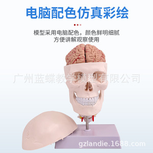 Modèle de crâne humain de simulation médicale 1:1 pour adultes : Anatomie du crâne, crâne blanc avec colonne cervicale, anatomie du cerveau - Product Image 5