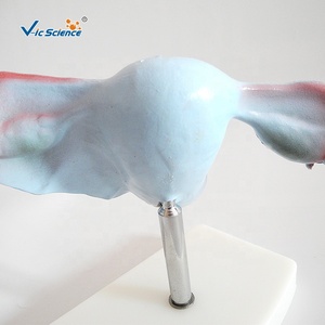 แบบจำลองมดลูกธรรมชาติ แบบจำลองมดลูก แบบจำลองมดลูกทางกายวิภาค - Product Image 4