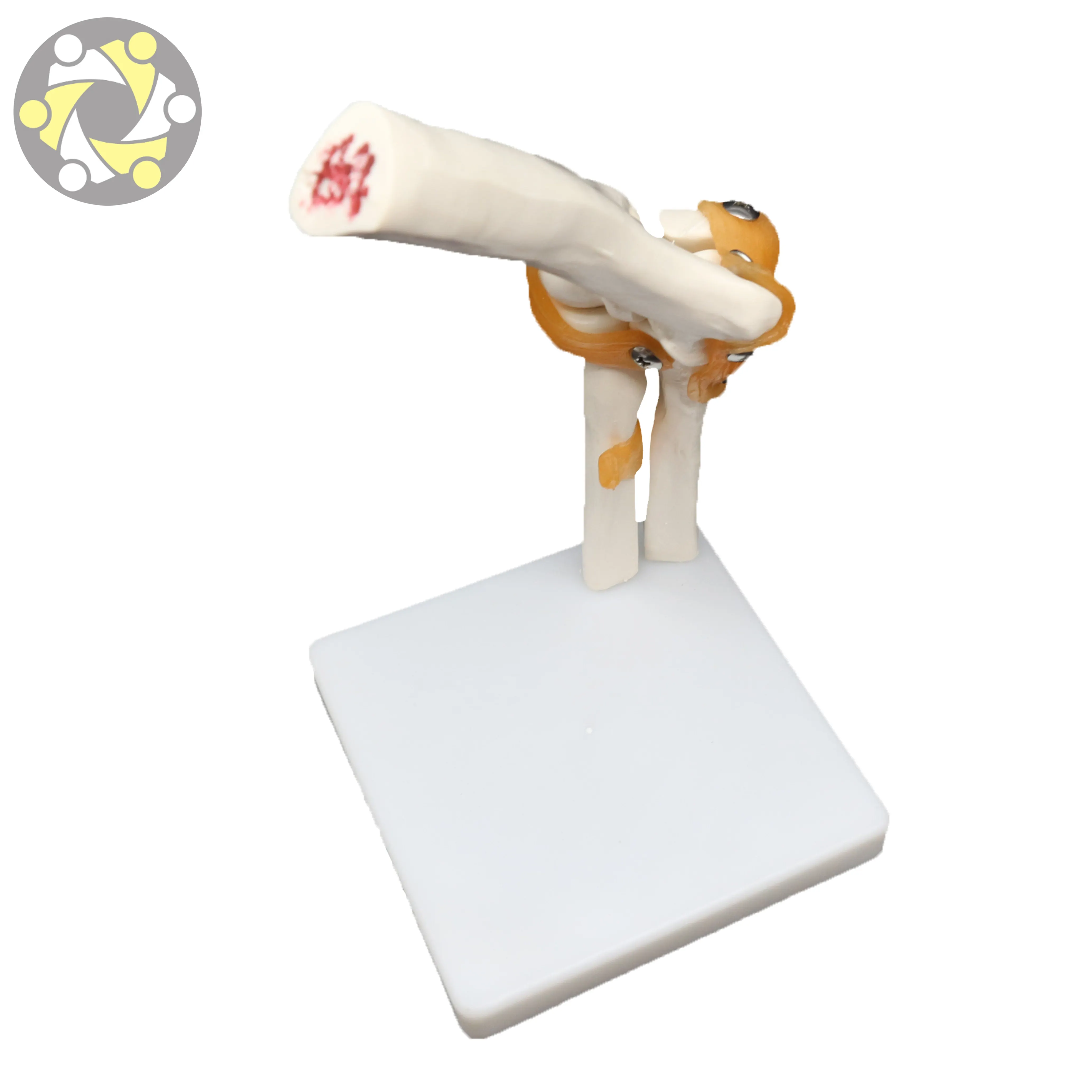 Human Skeleton Model of Plastic Elbow Joint for Medical Science Teaching