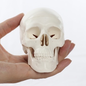 Mini cráneo humano articulado modelo SKM01 cráneo de Anatomía de mandíbula móvil para educación médica estudio Dental adornos de resina - Product Image 1