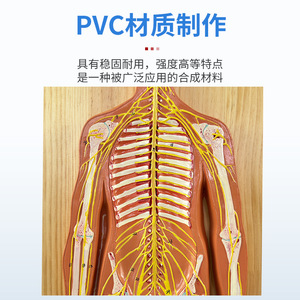 Modelo Anatómico del Sistema Nervioso Humano: Sistema Nervioso Central, Cerebro, Médula Espinal; Anatomía Sistémica del Sistema Nervioso Central - Product Image 3