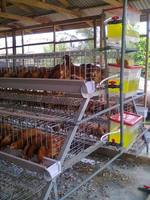 Système de cages automatiques robustes pour poulets pondeurs pour ferme avicole commerciale, nouvelle longue durée de vie