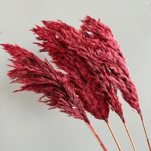 Herbe de la pampa séchée en gros, 29 couleurs, décorations pour la <span class=keywords><strong>maison</strong></span>, grandes décorations pour la <span class=keywords><strong>maison</strong></span> en herbe de la pampa - Product Image 3
