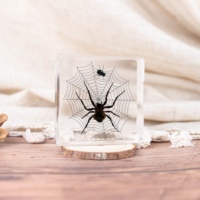 Spécimen de chauve-souris en résine, taxidermie naturelle, pour l'éducation scientifique en classe, double face, résistant aux intempéries, également idéal pour la décoration intérieure