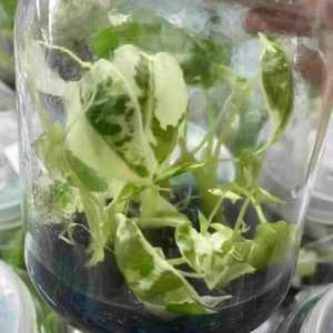 ต้นเนื้อเยื่อต้นไม้อโลเซีย Frydek สำหรับสวนและสวน - Product Image 4