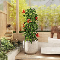 Piquets réglables en plastique pivoine Pack métal plante Support anneau jardin treillis pieu tomate spirale Cages vert maison kits