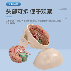 Modèle de crâne humain, modèle de crâne avec cerveau, modèle anatomique de crâne et de cerveau, modèle de structure crânienne - Product Image 5