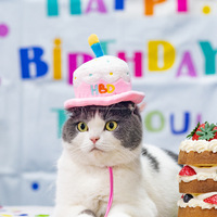Chapeau d'anniversaire pour animaux de compagnie à motif dessin animé, bavoir anti-bave d'anniversaire pour animaux, bandana pour chien, accessoires pour animaux, fournitures pour animaux