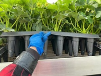 Dôme d'humidité de plateau de 72 cellules 1020 avec deux évents Plateaux de démarrage de plateau de prise pour la germination des semis