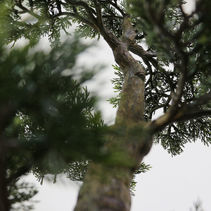 Cây Xanh Tự Nhiên Cây Nhân Tạo Nhựa Trang Trí Cây Thông Nhỏ Cây Cảnh Để Bán - Product Image 2