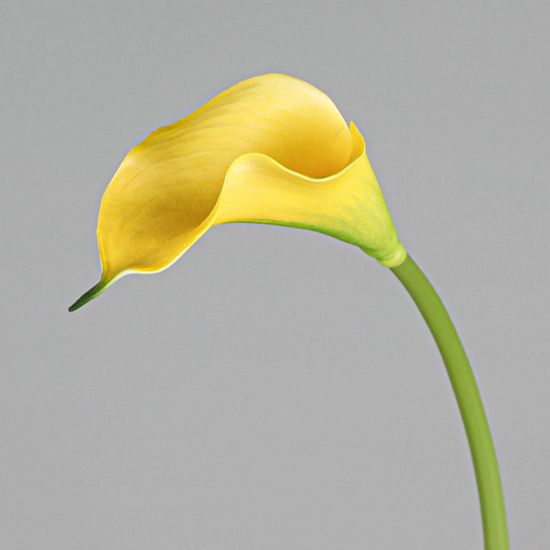 4 Yellow-small