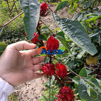 Meistverkaufte Roselle-Kernentfernungsmaschine Hibiskusblüten-Samenentfernungsmaschine