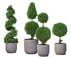 人造 topiary 黄杨木球树