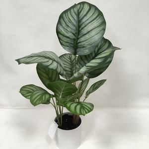 ใบ <span class=keywords><strong>Calathea</strong></span> ประดิษฐ์,สีเขียวผ้าไหมพร้อมขอบสีขาวสำหรับตกแต่งโต๊ะในร่ม - Product Image 1