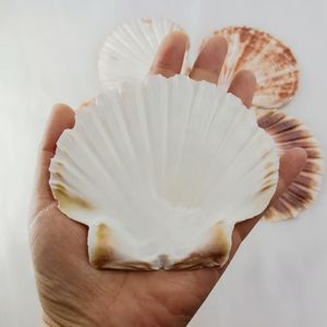 Pétoncles naturels colorés plats pour décoration de mariage de <span class=keywords><strong>plage</strong></span> ou service de fruits de mer - Product Image 5