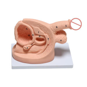 थोक पेशेवर चिकित्सा ग्रेड प्लास्टिक पुरुष प्रजनन शरीर रचना रचना यूरिनरी कैथीटेराइजेशन मॉडल नर्स अभ्यास शिक्षण - Product Image 2