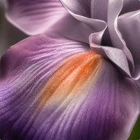 Realistiche Kunstmatige Iris Bloemen Lange Steel Kunstmatige Iris Takken voor Vaas Bruiloft Huis Kantoor Decoratie Groothandel
