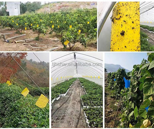 กับดักแมลงวันผลไม้และแมลงต่างๆ แบบกาวเหนียวสีเหลืองสำหรับสวนและเรือนกระจก - Product Image 5