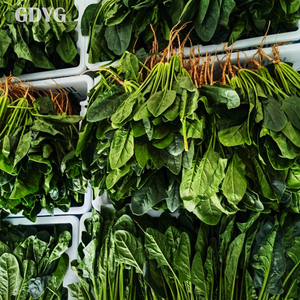 <span class=keywords><strong>Épinards</strong></span> surgelés IQF en gros de Chine, emballage en vrac |   Légumes surgelés de haute qualité pour la vente en gros et l'exportation - Product Image 4