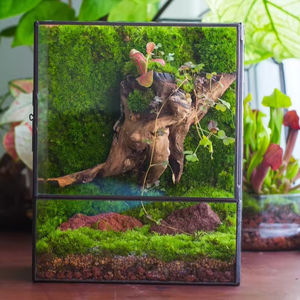 Handgemachtes rechteckiges US-Glaster rarium mit LED Grow Light Set Moosfarn & Tropen pflanzen Garten pflanzen liebhaber Geschenk - Product Image 2