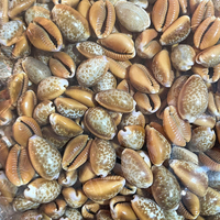 Vente en gros Coquillage naturel en vrac Coquillage coloré au miel pour cadeau Décoration intérieure