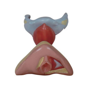 ภายในและภายนอกอวัยวะเพศหญิงอวัยวะรุ่น - Product Image 3