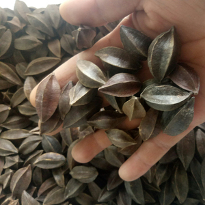 Fruits de Quisqualis Indica (<span class=keywords><strong>Rangoon</strong></span> Creeper) séchés naturels bruts à vendre - Product Image 6