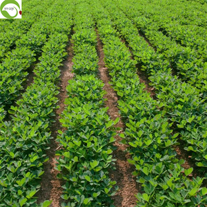 Cây trồng mới Trung Quốc đậu phộng hạt với da đỏ nguyên chế biến - Product Image 4