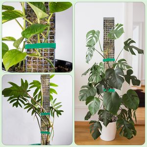 <span class=keywords><strong>Poteau</strong></span> de mousse de soutien de plantes en pot de 24 pouces <span class=keywords><strong>pour</strong></span> monstera - Product Image 6