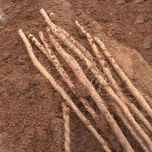 ผง <span class=keywords><strong>diosgenin</strong></span> 98% สารสกัดจากมันเทศป่าธรรมชาติ - Product Image 3