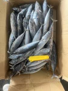 מחיר טוב סין מקור קפוא <span class=keywords><strong>bonito</strong></span> כל סיבוב - Product Image 3