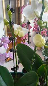 Clips de fixation pour plantes de jardin, clips de modelage de branches d'orchidées, petits clips de soutien pour fleurs grimpantes - Product Image 2