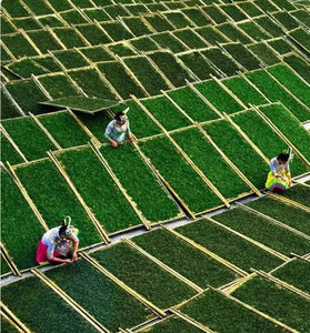 Baiyinzhen เข็มเงินต้นพืชใหม่เป็นมิตรกับสิ่งแวดล้อมครั้งแรกเลือกข้าวตาชาฤดูใบไม้ผลิสดที่มีกลิ่นหอมดอกไม้ในกล่องจำนวนมากถุง - Product Image 6