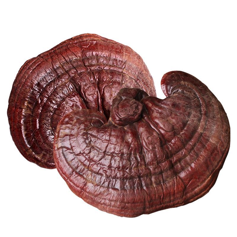 Factory Sells Top Quality Wholesale Reishi Mushroom Traditional Chinese Herbal Medicine Organic Reishi Mushroom