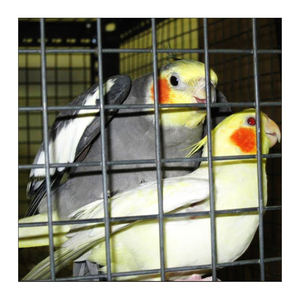 เหล็กเคลือบพีวีซีสแตนเลสชุบสังกะสี6เกจแผงรั้วตาข่ายลวดเชื่อมสำหรับกรงสัตว์ - Product Image 1