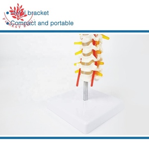 Modelo <span class=keywords><strong>Cervical</strong></span> Humano, Ciencia Médica, Patología Clínica, Columna <span class=keywords><strong>Cervical</strong></span>, Demostración de Rehabilitación del Tallo Cerebral - Product Image 6