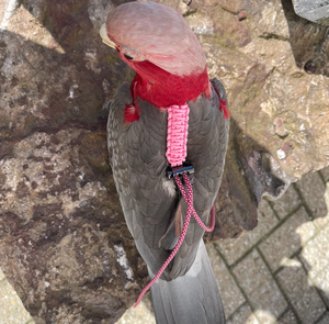 <span class=keywords><strong>2026</strong></span> Individuelles Logo Kleines Verstellbares Papageien-Trainings-Design Anti-Beiß Blauer Vogel <span class=keywords><strong>Nylon</strong></span>-Seil-Geschirr-Leine - Product Image 2