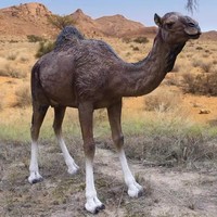 Safari Animaux Thème Fête Événements Location Accessoires Résine Artisanat Fibre De Verre Camel Lama Gorille Girafe Éléphant Statues