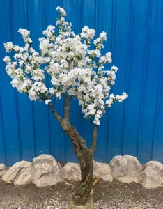 Albero di Sakura Natalizio in Vaso di Fibra di Vetro da 1,8 m <span class=keywords><strong>con</strong></span> <span class=keywords><strong>Fiori</strong></span> di Ciliegio in Fiore - Product Image 3