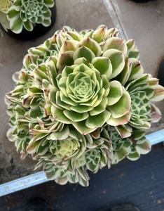 ชุดอุปกรณ์จัดแต่งต้นเอโอนิอุมแบบ DIY สำหรับตกแต่งสวน ออกแบบภูมิทัศน์ ใบไม้หลากสีสัน วัสดุตกแต่งต้นเอโอนิอุมหลากสี - Product Image 3