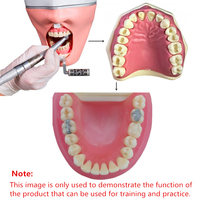 Modelo Anatómico de Dientes Dentales de 28/32 Piezas, Dientes de Repuesto para Práctica de Técnico Dental, Modelos Nissin / Modelo de Cabeza para Simulador Dental