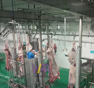 Lò Giết Mổ Lớn Hoàn Chỉnh 250 Gia Súc Mỗi Giờ Thiết Bị Bào Thai Bò Nhân Đạo Chế Biến Thịt Halal