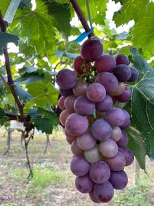 Nautral viola rosso <span class=keywords><strong>colorante</strong></span> <span class=keywords><strong>in</strong></span> <span class=keywords><strong>polvere</strong></span> di uva-pelle rossa per uso <span class=keywords><strong>alimentare</strong></span> commestibile di uva estratto di pelle <span class=keywords><strong>in</strong></span> <span class=keywords><strong>polvere</strong></span> per la vendita - Product Image 3